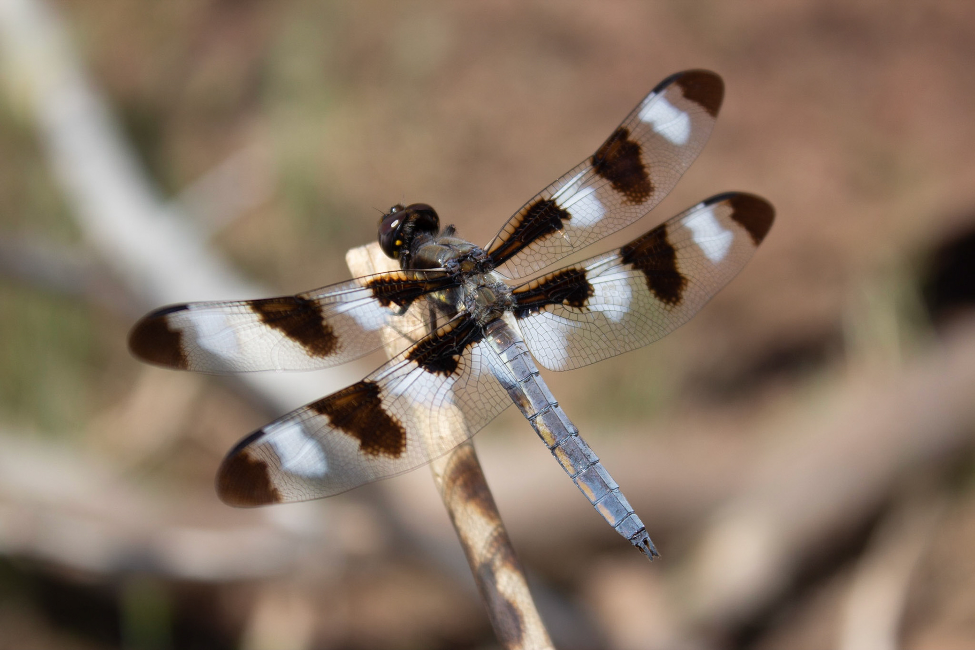 Twelve-spotted Skimmer (Libellula pulchella)