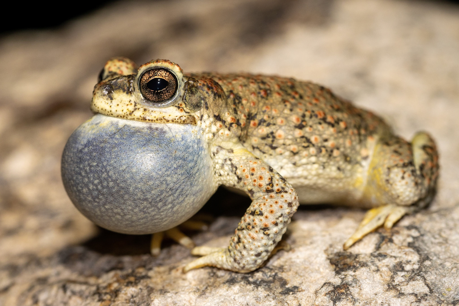 Baird's Spotted Toad (Anaxyrus punctatus)