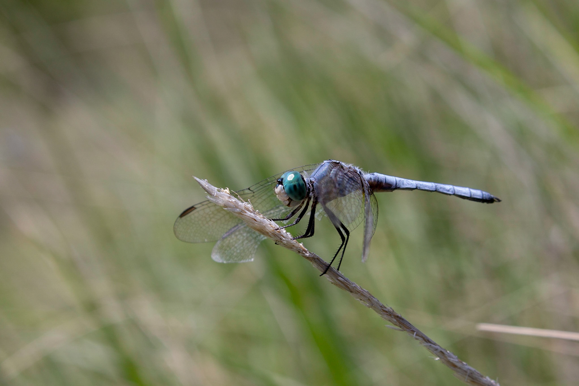 Blue Dasher (Pachydiplax longipennis)
