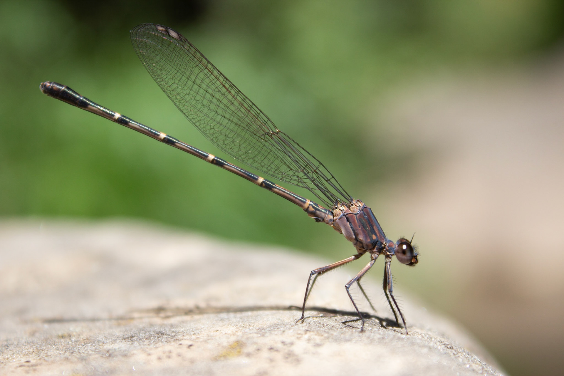 American Rubyspot (Hetaerina americana)