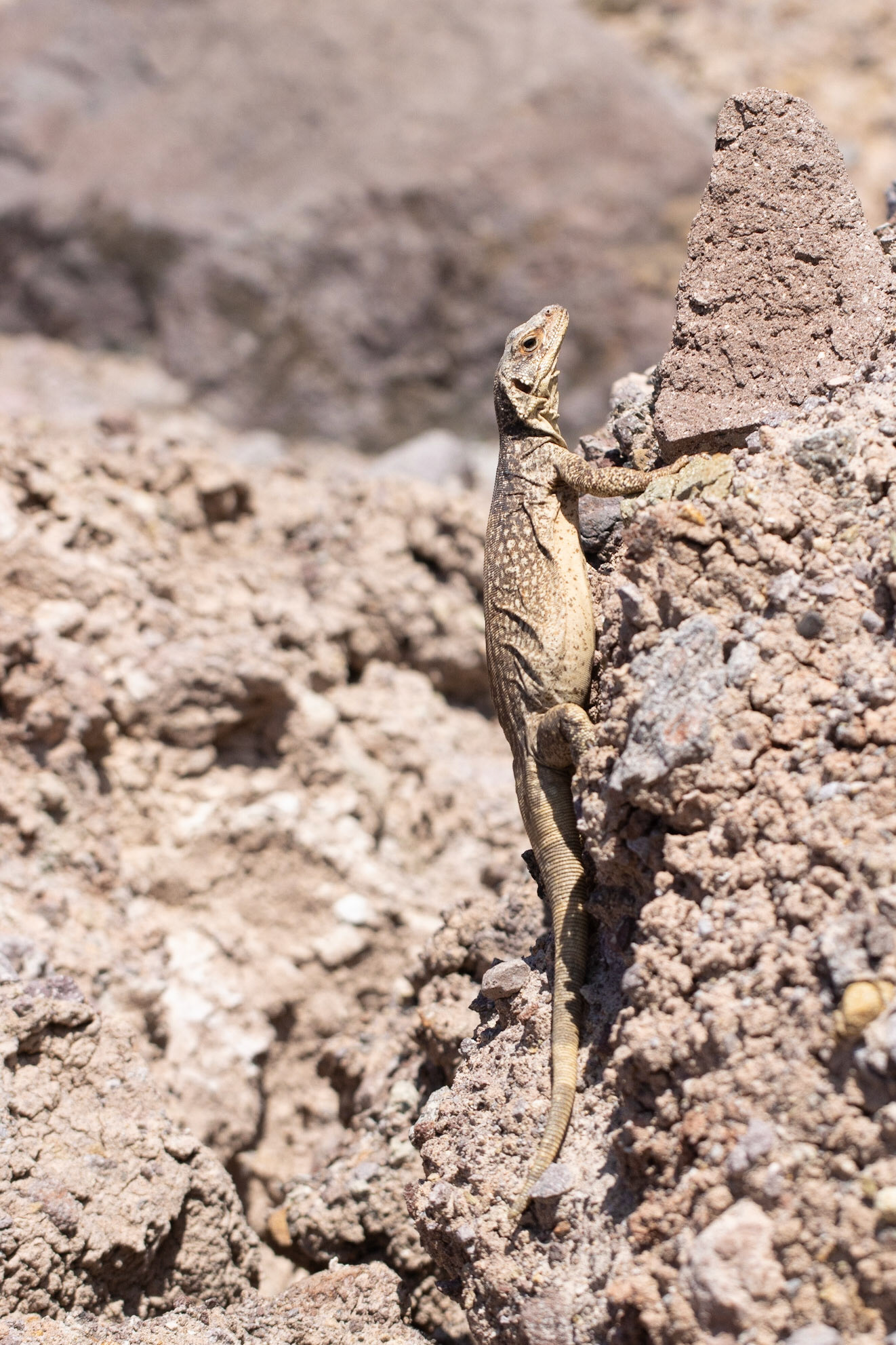 Bonanza Spring, Clipper Mountain Wilderness, California