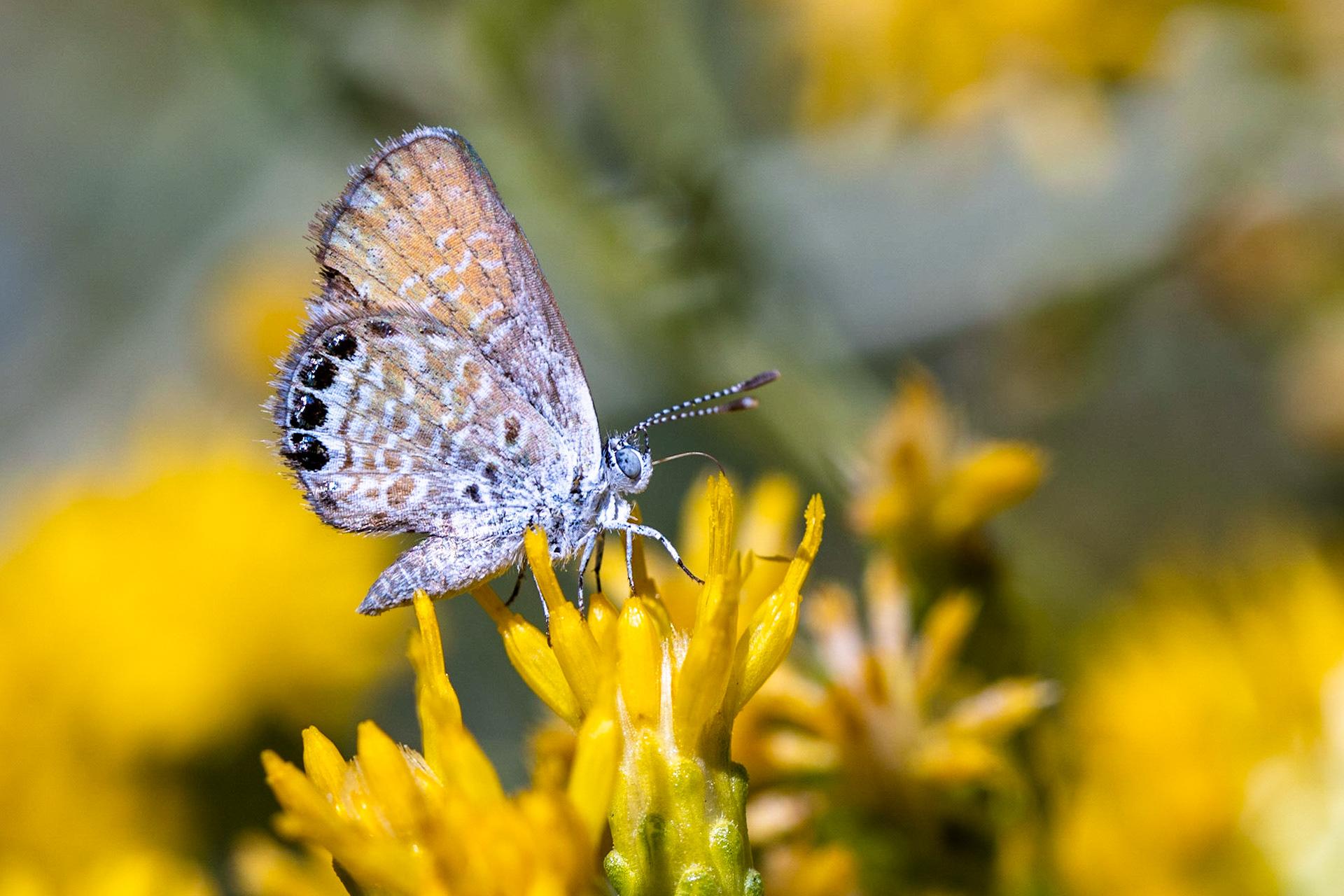 Western Pygmy-blue (Brephidium exilis)