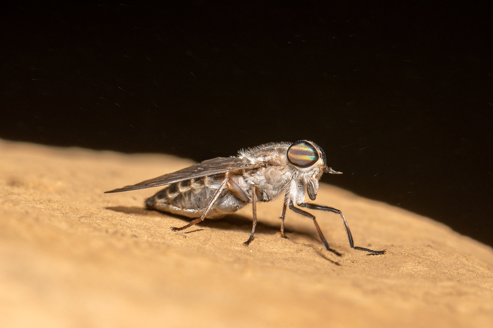 Mesa del Campanero, Sonora, Mexico