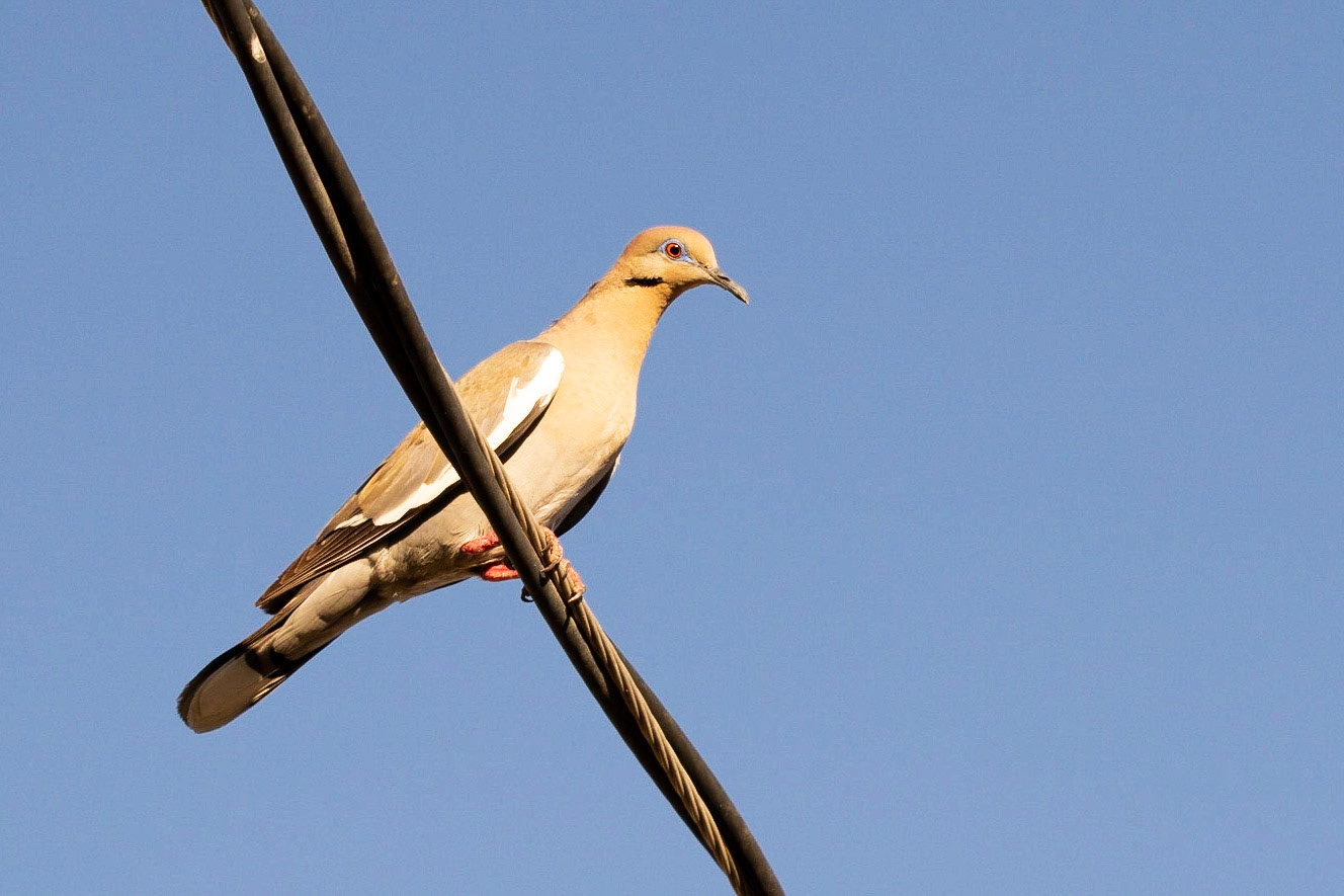 Tempe House, Arizona