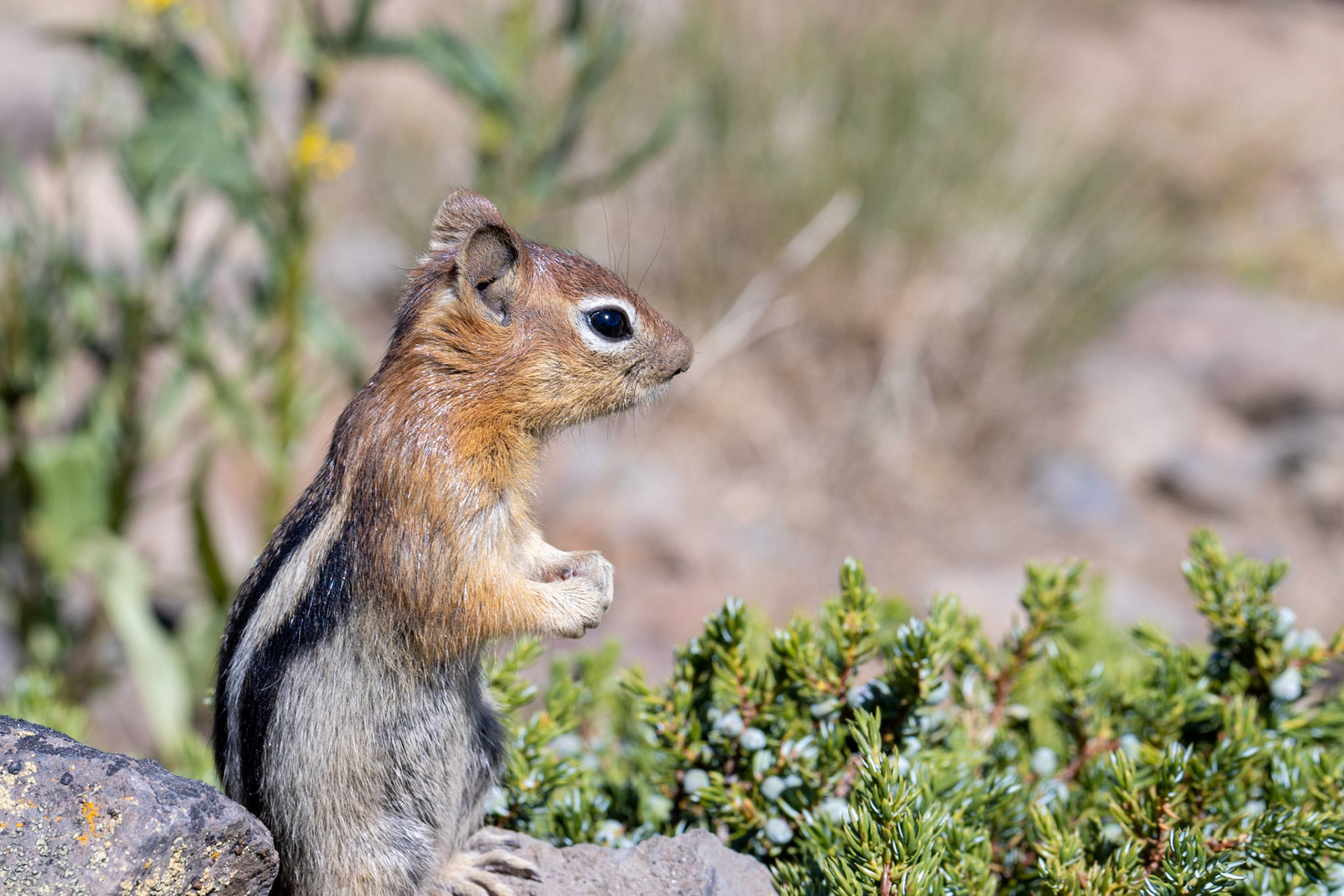 Golden-mantled Ground Squirrel (Callospermophilus lateralis)