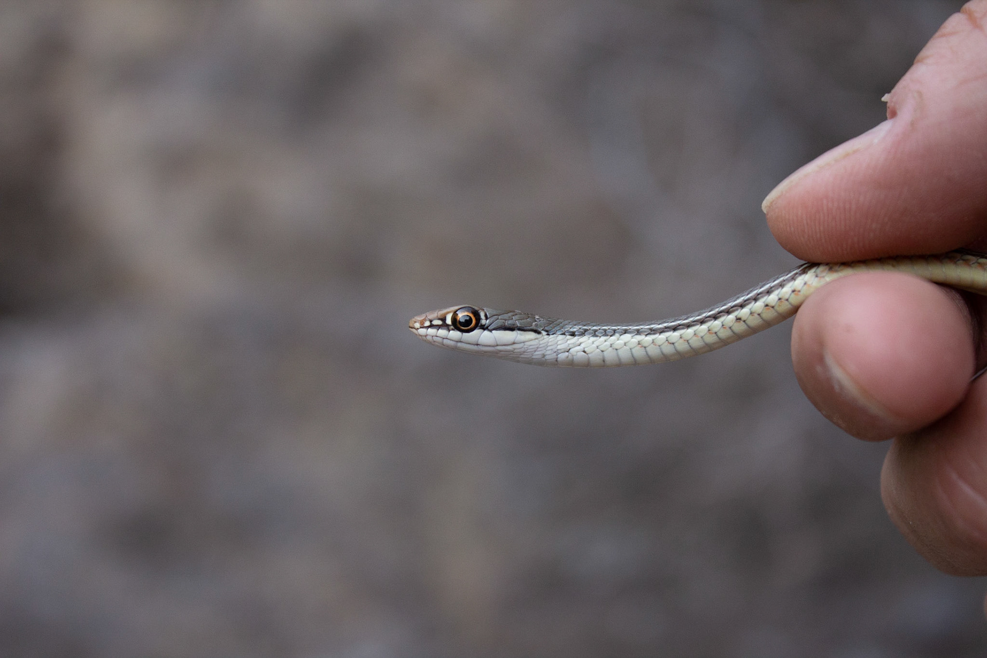 Sonoran Whipsnake (Coluber bilineatus)