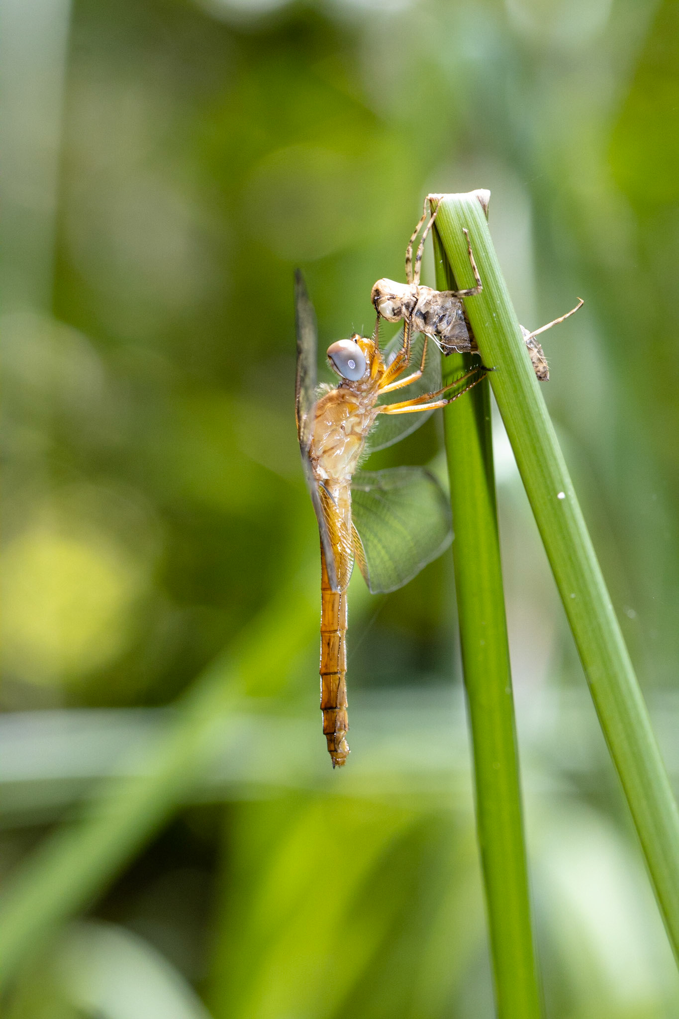Mayan Setwing (Dythemis maya)