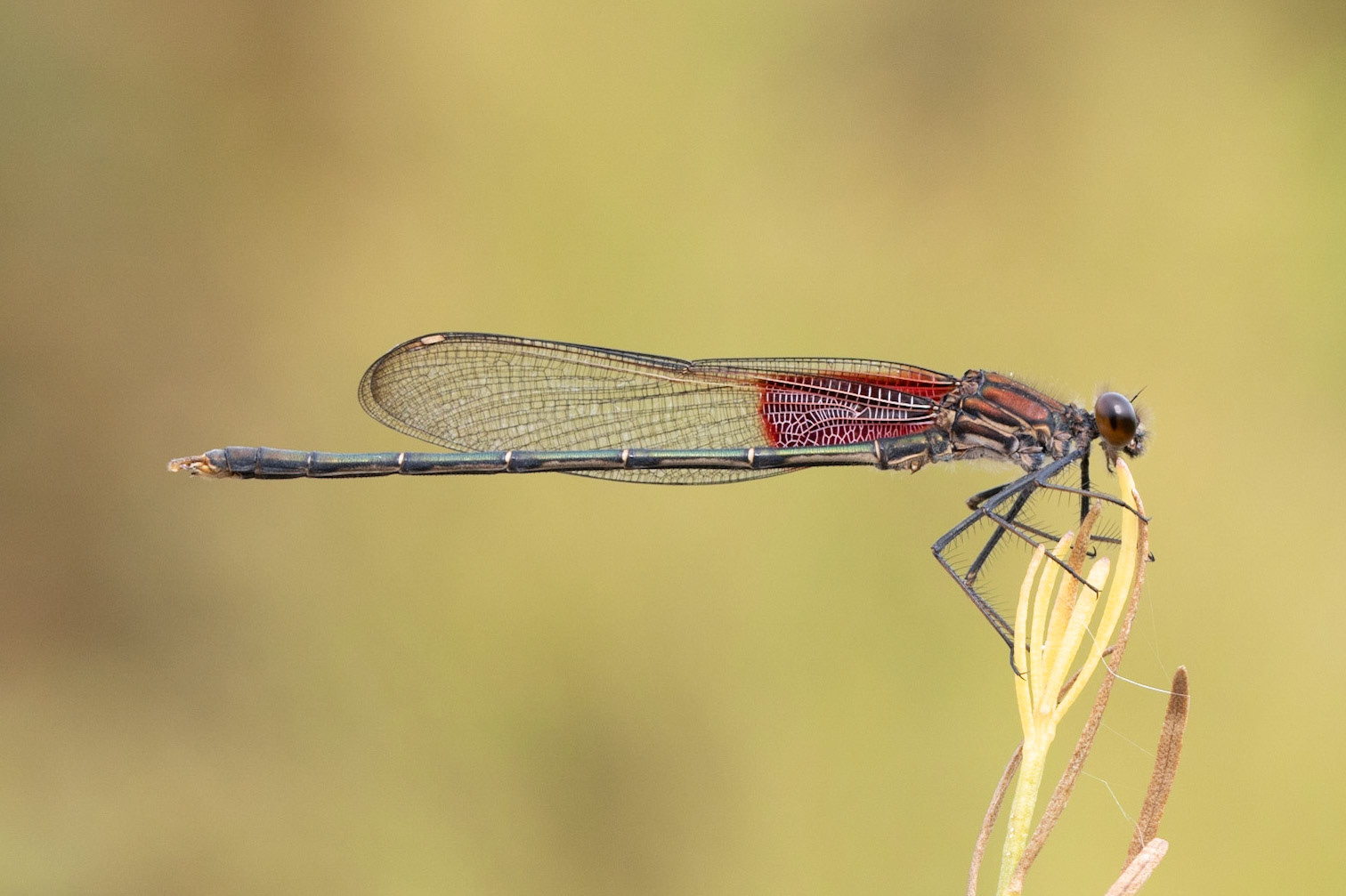 American Rubyspot (Hetaerina americana)