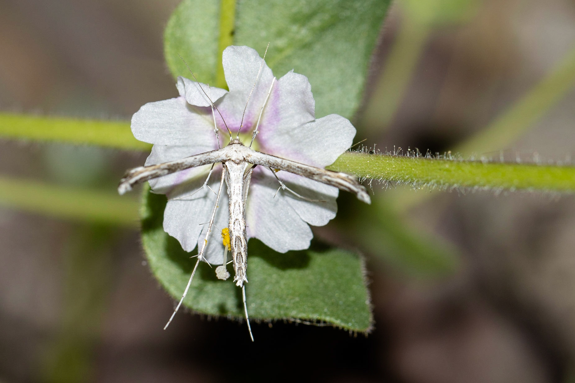 Superstition Mountains, Arizona, Tonto National Forest