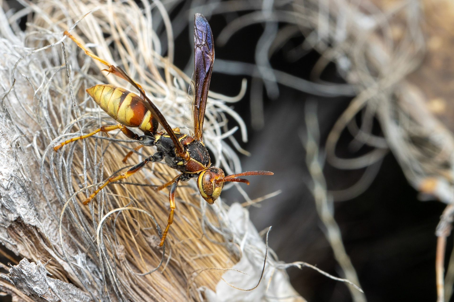 Hog Canyon, Peloncillo Mountains, Arizona, Coronado National Forest