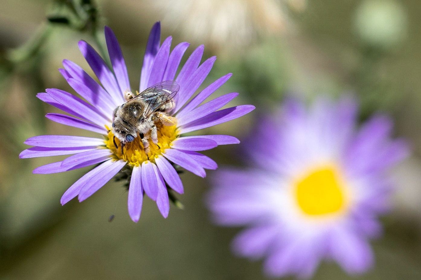 Fall Tansyaster (Dieteria asteroides)