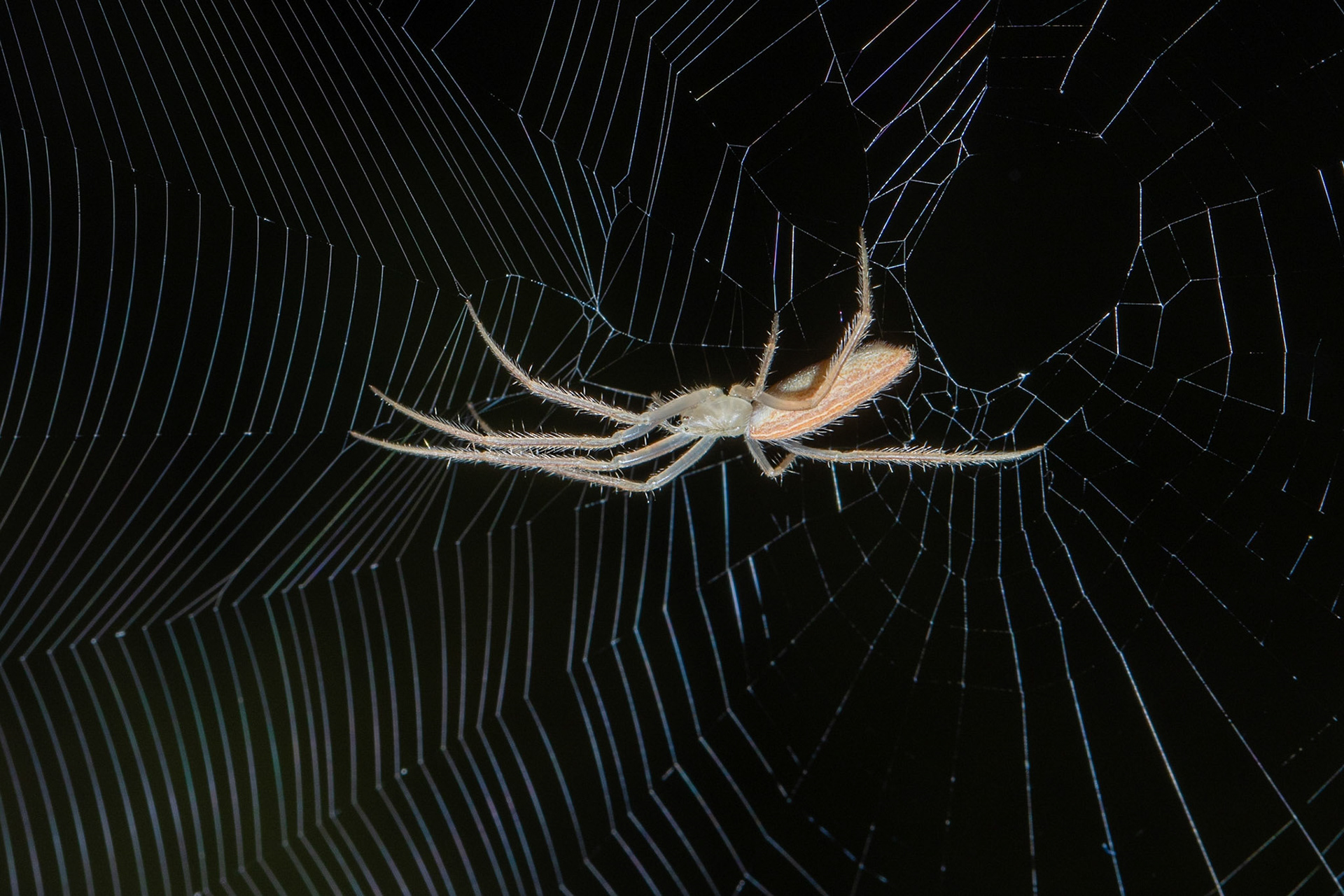 Elgin, Arizona, Coronado National Forest