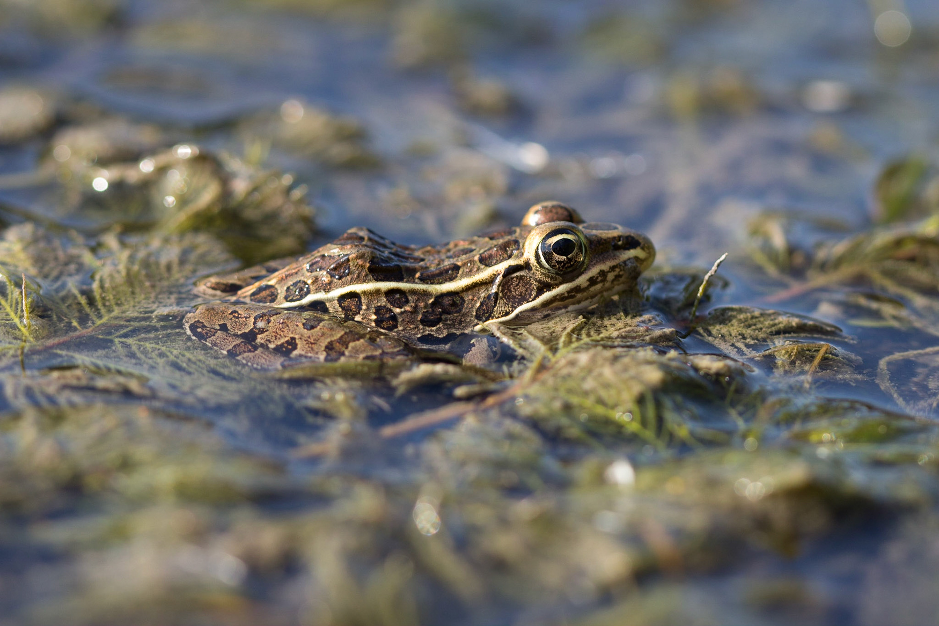 Northern Leopard Frog (Lithobates pipiens)