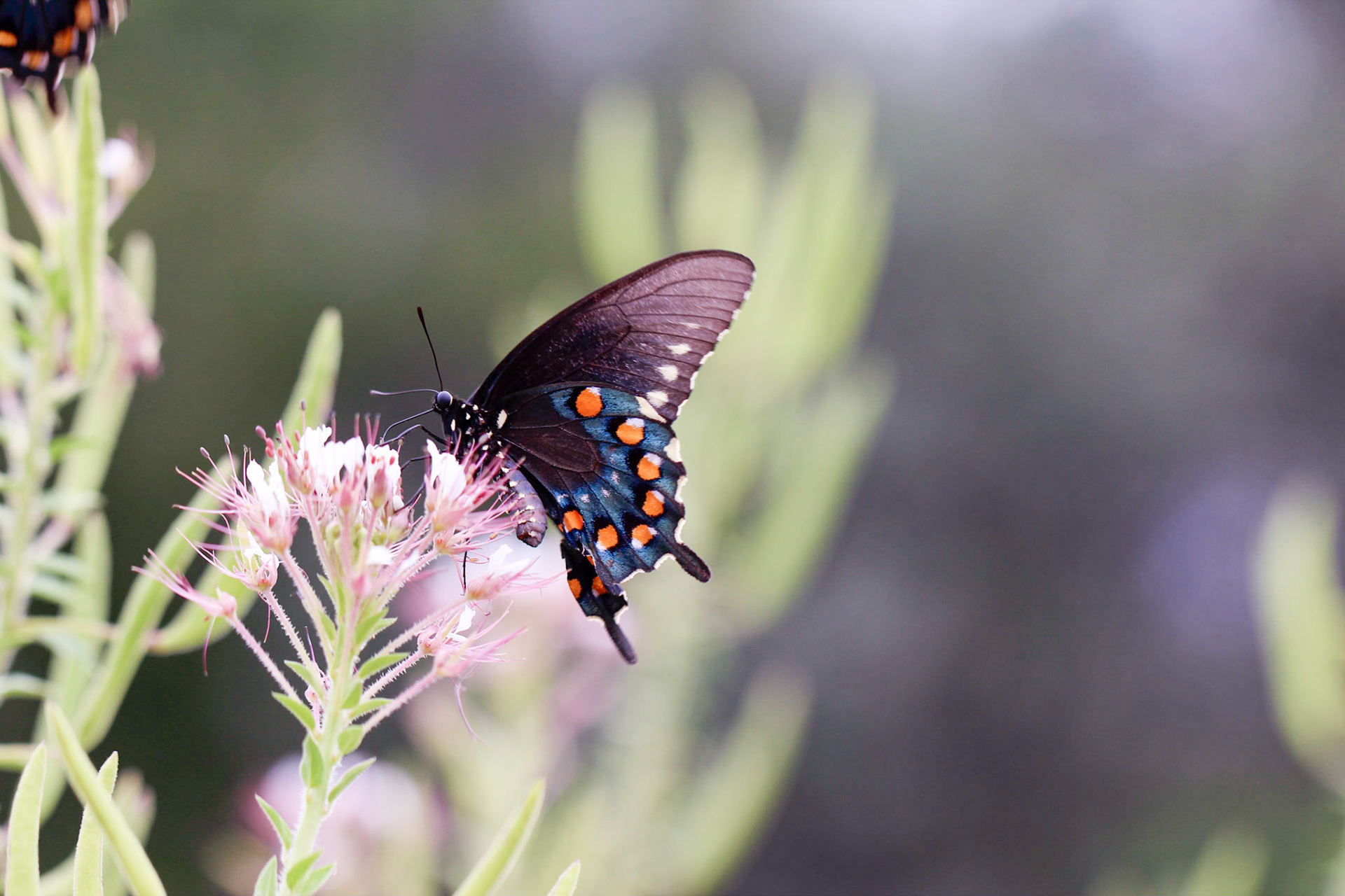 Pipevine Swallowtail (Battus philenor)