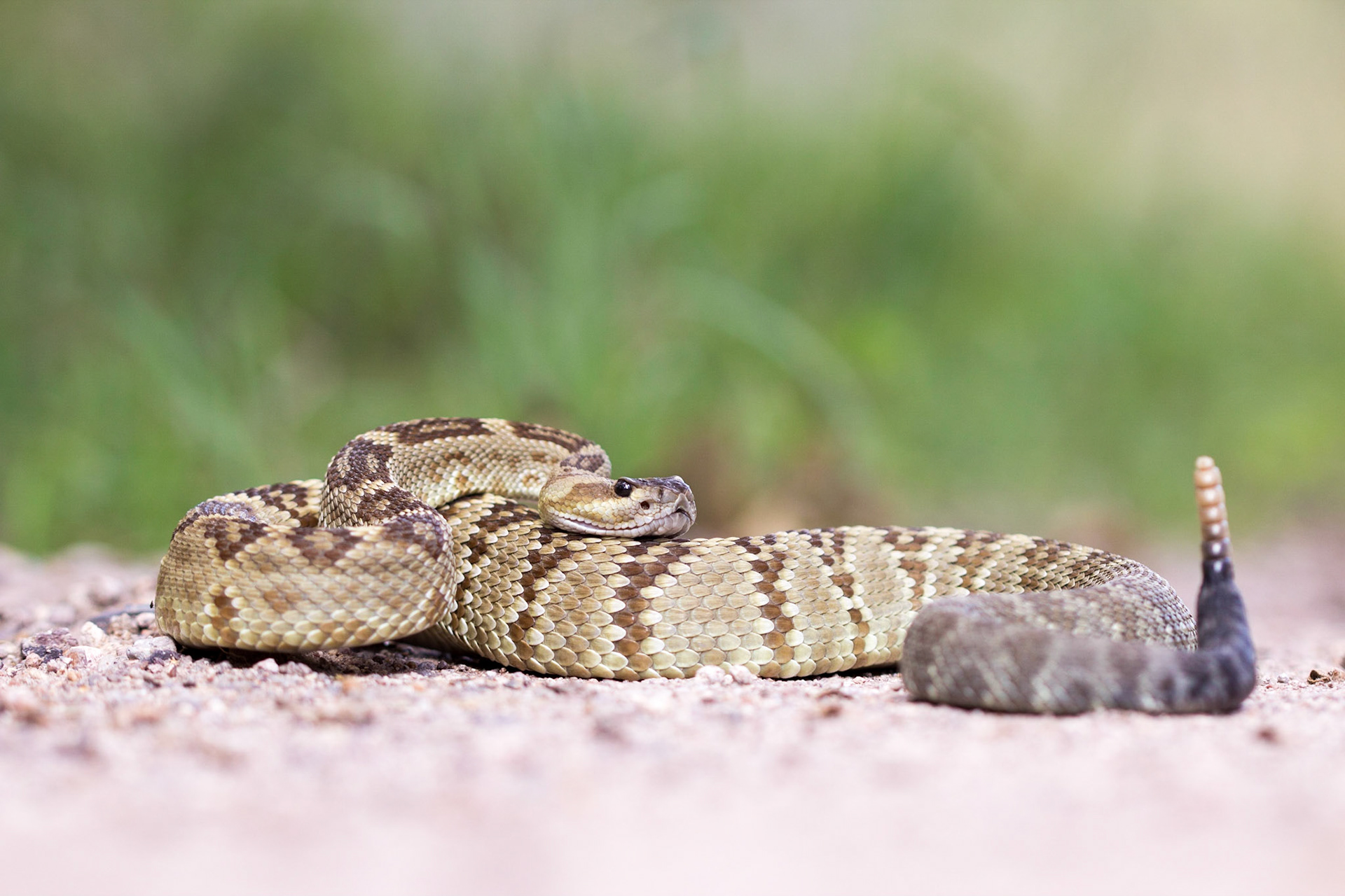 Black Tailed Rattlesnake (Crotalus molossus)
