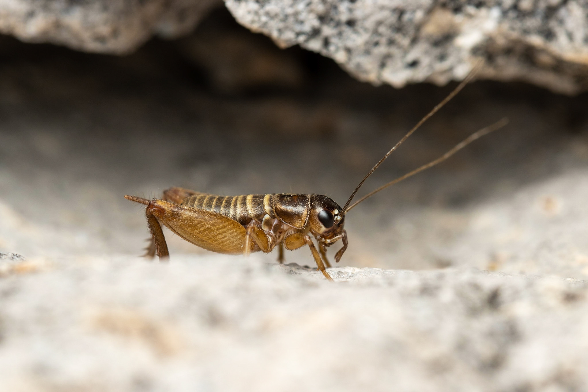 Hog Canyon, Peloncillo Mountains, Arizona, Coronado National Forest