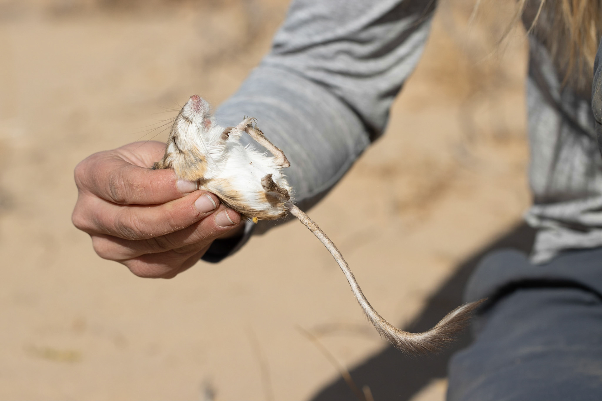 Cadiz Dunes Wilderness, Mojave Desert, California