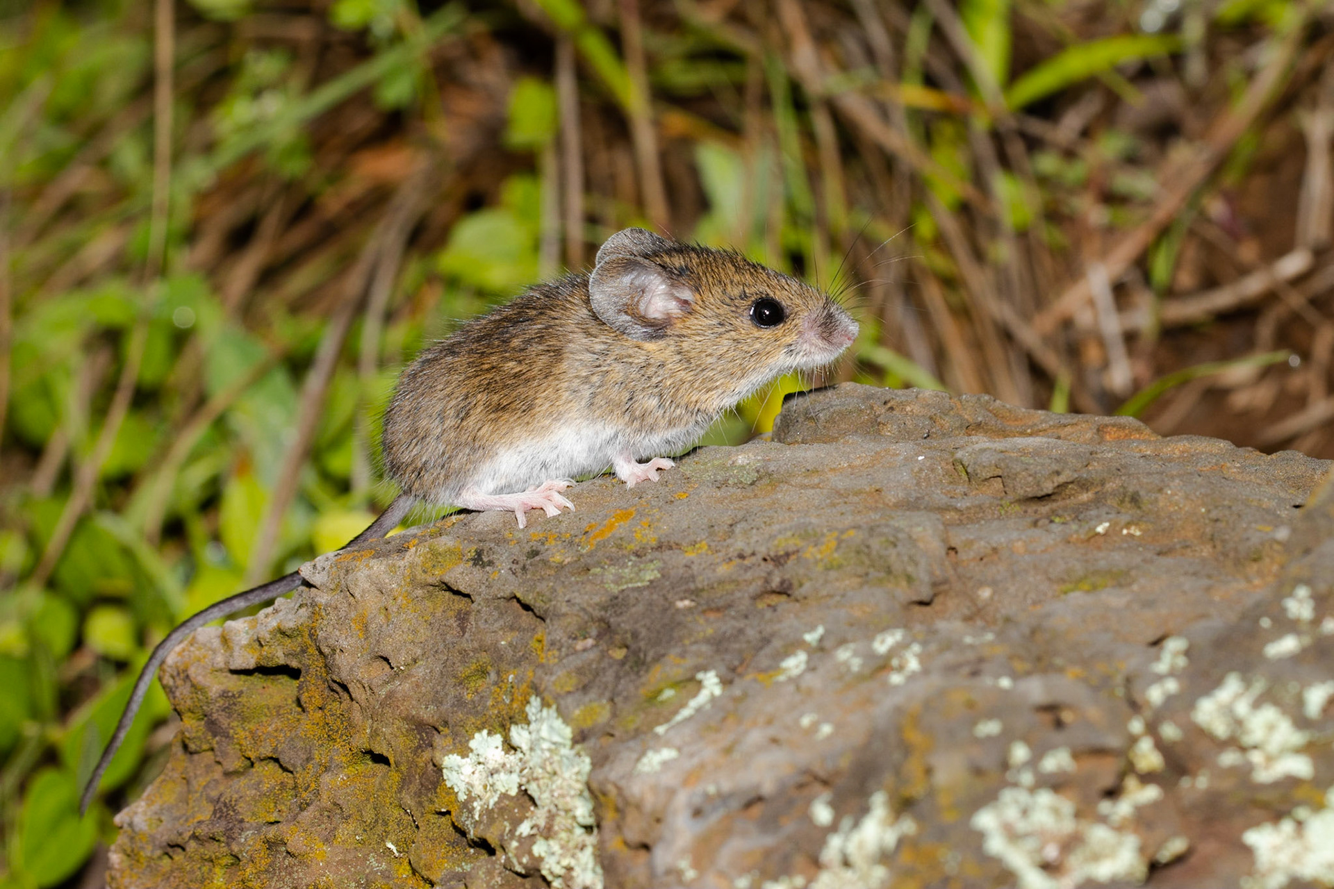 Mesa del Campanero, Sonora, Mexico