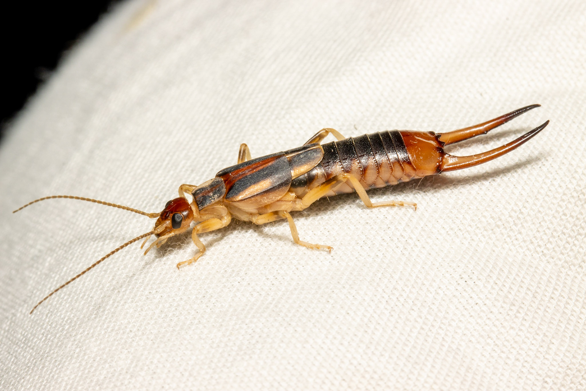 Black Butte, Vulture Mountains, Arizona