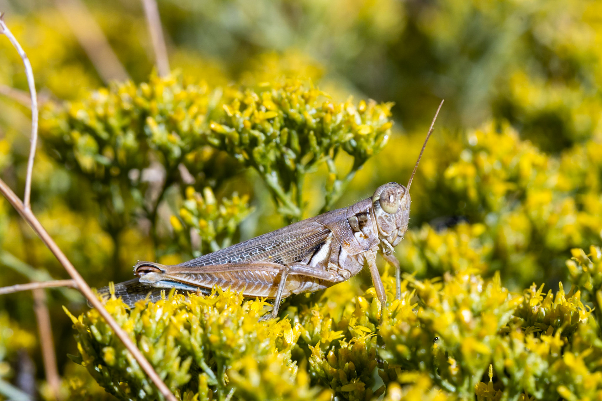 Sagebrush Grasshopper (Melanoplus bowditchi), Schistocerca, and Broom Snakeweed (Gutierrezia sarothrae)