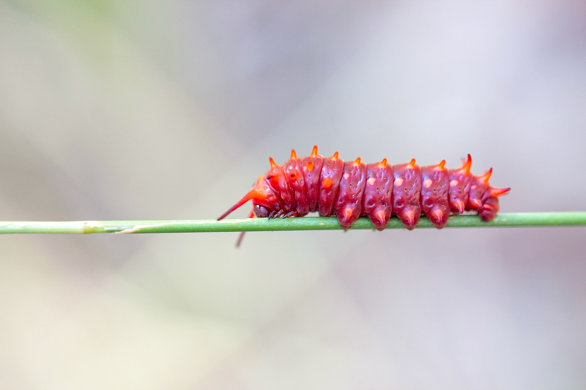 Muleshoe Ranch Conservation Management Area, Arizona