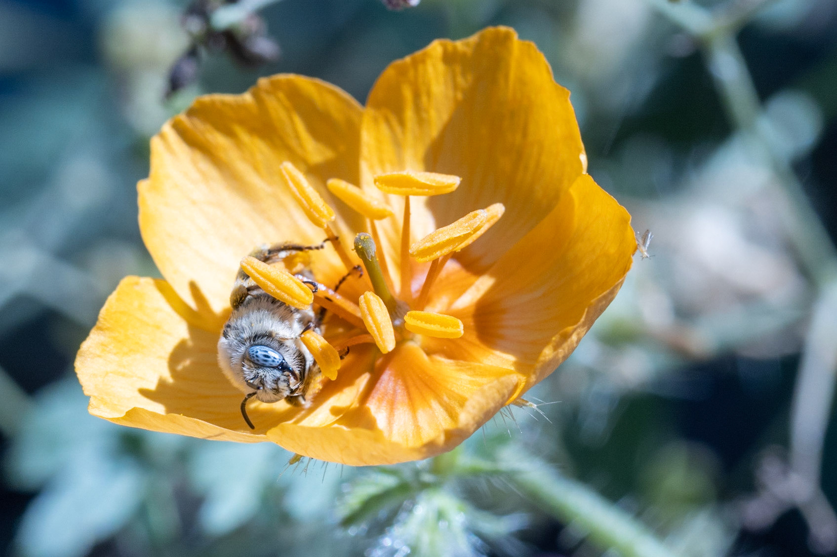 Anthophila and Arizona Poppy (Kallstroemia grandiflora)