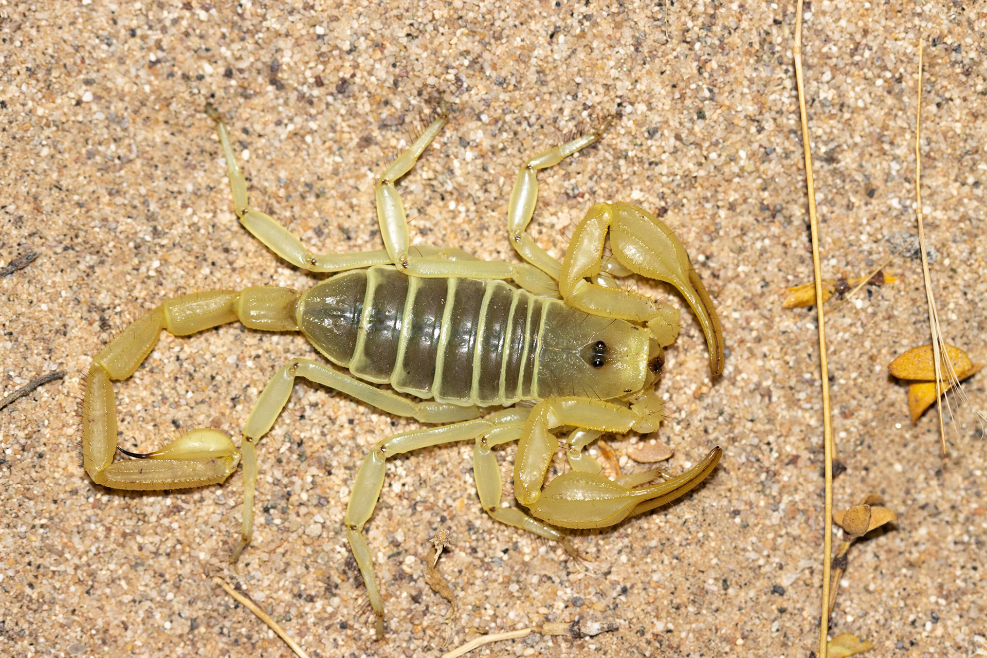 Cadiz Dunes Wilderness, Mojave Desert, California