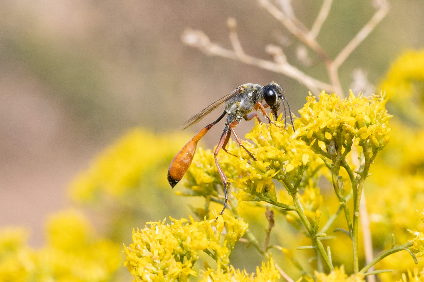 Broom Snakeweed (Gutierrezia sarothrae)