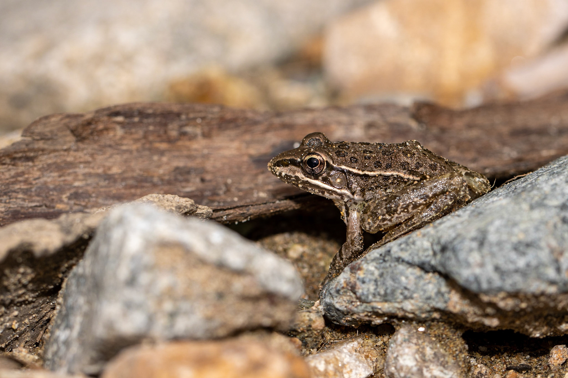 Carretera Federal 16 east of Tepoca, Sonora, Mexico