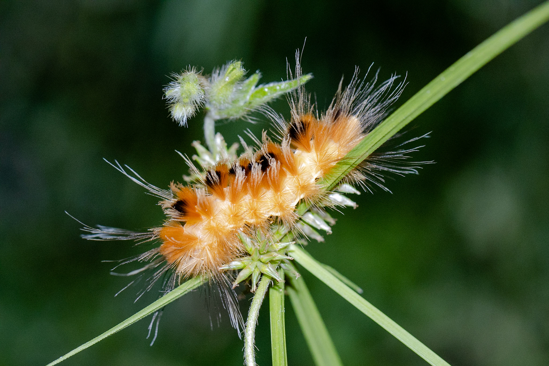 Pygarctia roseicapitis