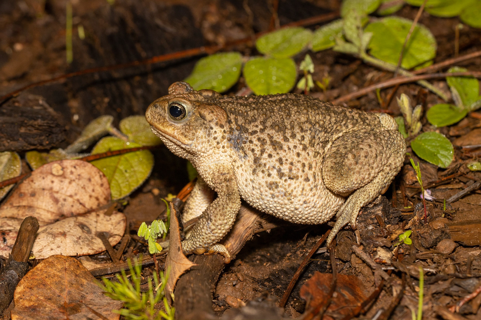 Mesa del Campanero, Sonora, Mexico