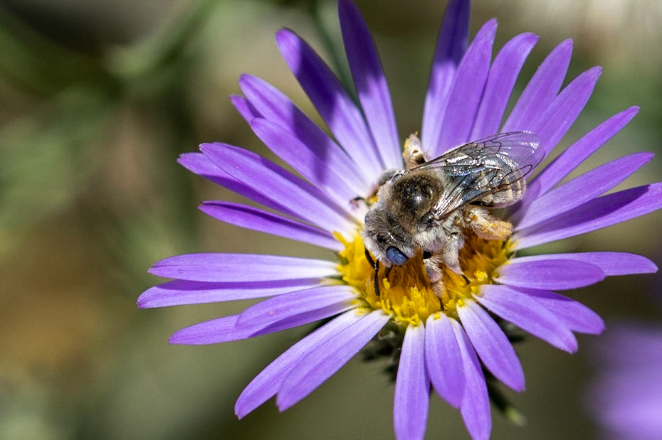 Fall Tansyaster (Dieteria asteroides)