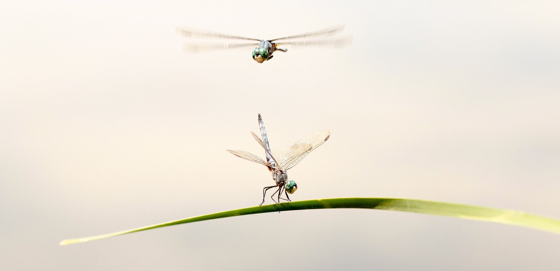 Dead Horse Ranch State Park, Arizona