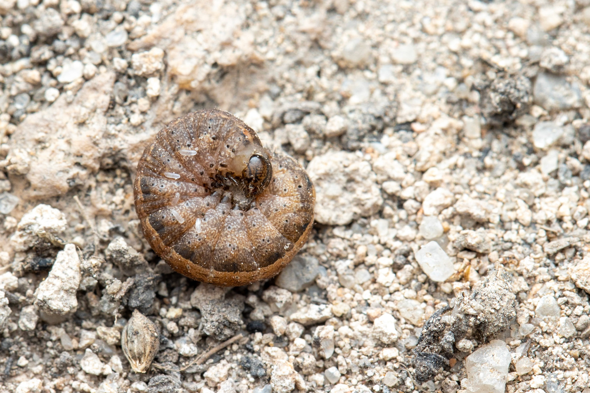 Hog Canyon, Peloncillo Mountains, Arizona, Coronado National Forest