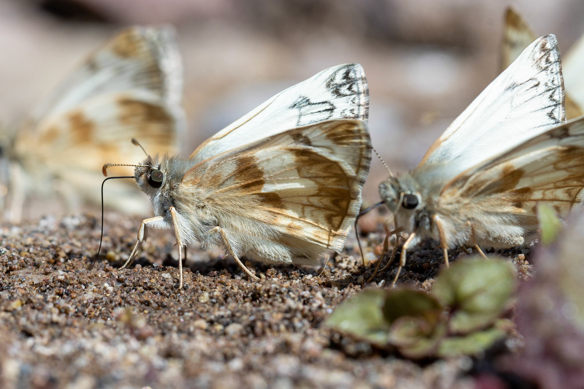 Superstition Mountains, Arizona, Tonto National Forest