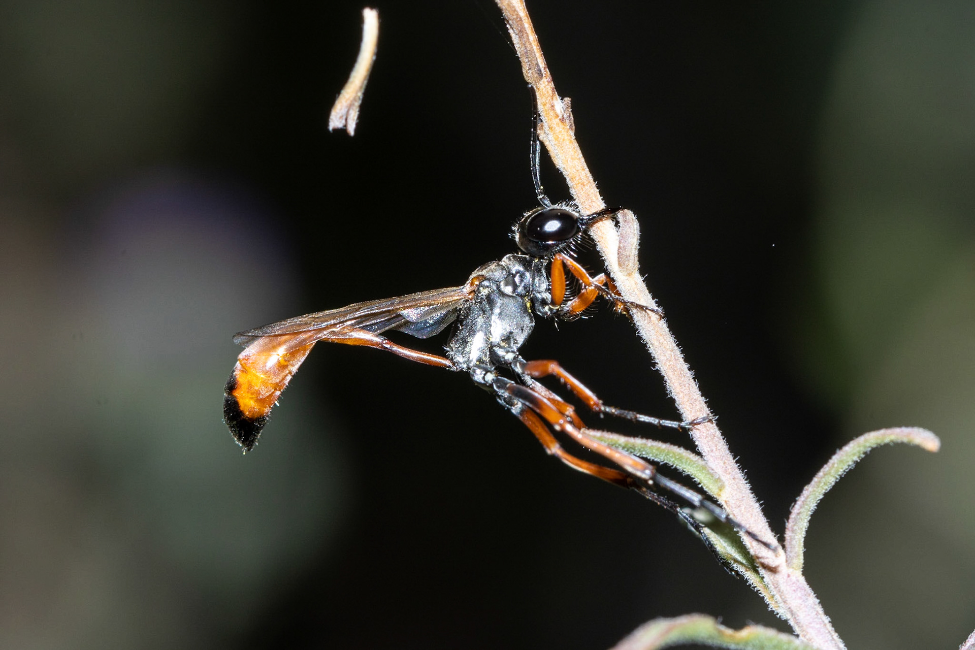 Fall Tansyaster (Dieteria asteroides)