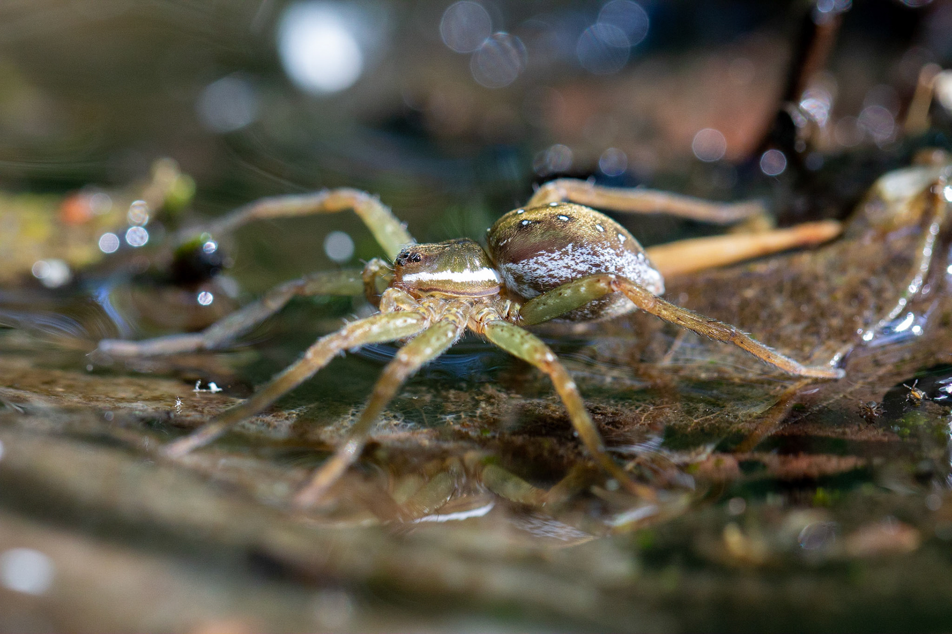 Sixspotted Fishing Spider (Dolomedes triton)