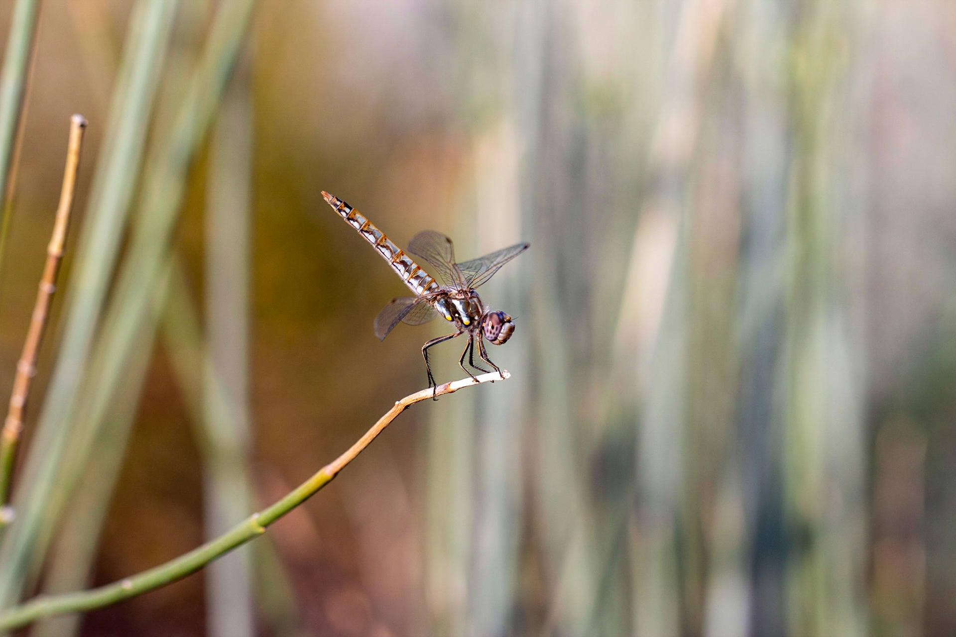 Variegated Meadowhawk (Sympetrum corruptum)