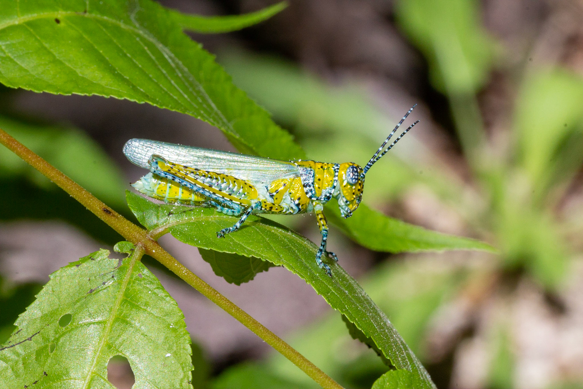 Redfield Canyon Wilderness Area, Arizona