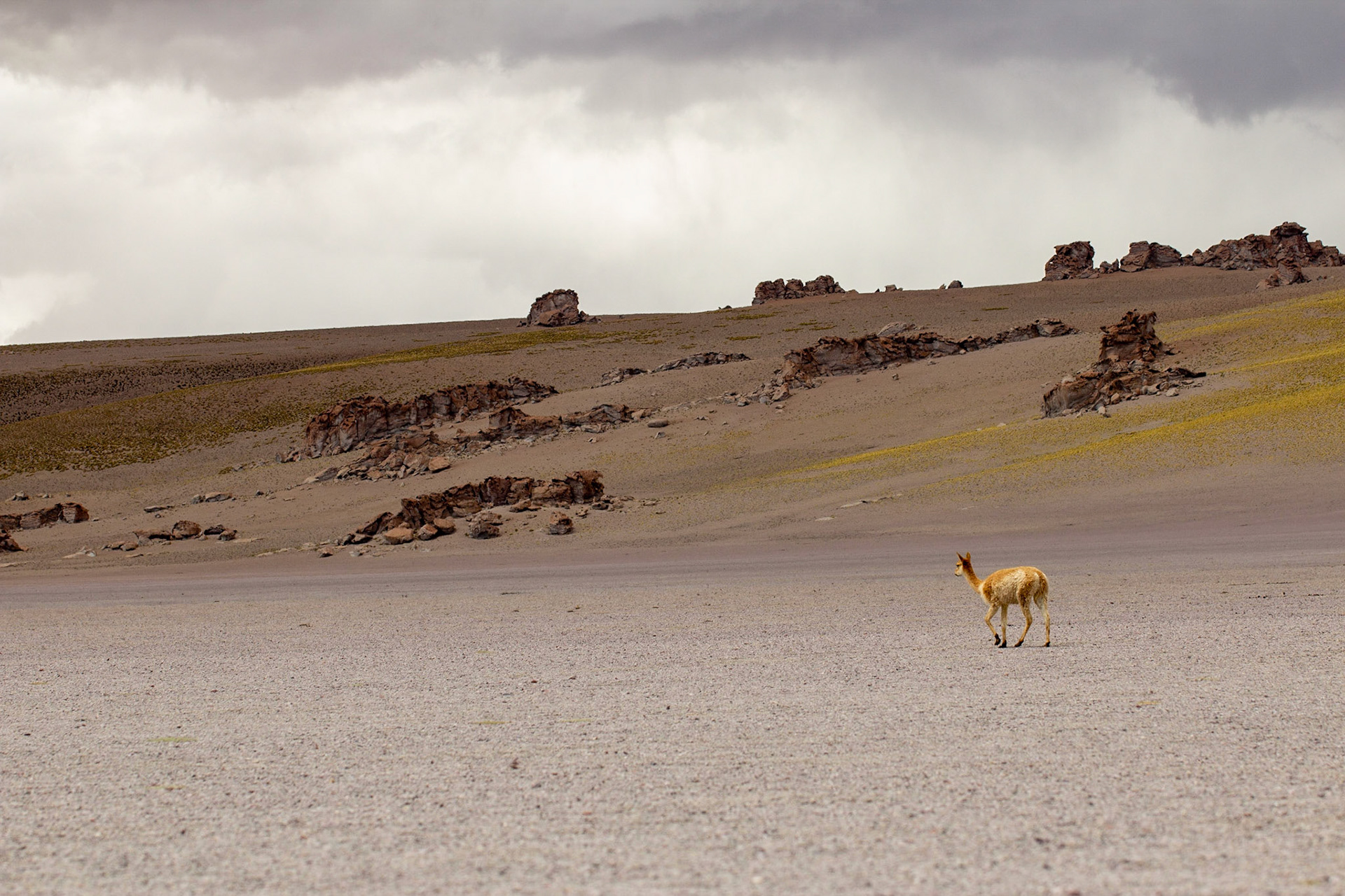 Vicuna (Vicugna vicugna)