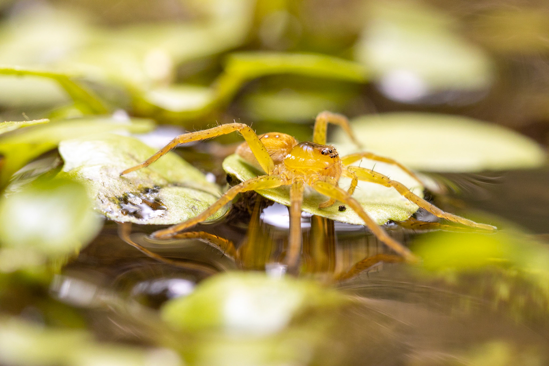 Six-spotted Fishing Spider (Dolomedes triton)