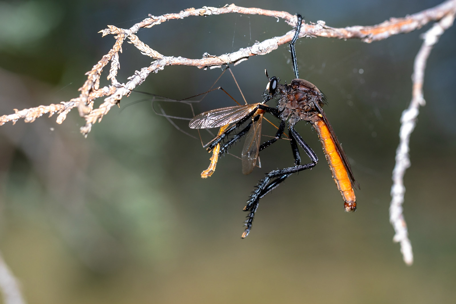 Elgin, Arizona, Coronado National Forest, Elgin, Arizona, Coronado National Forest