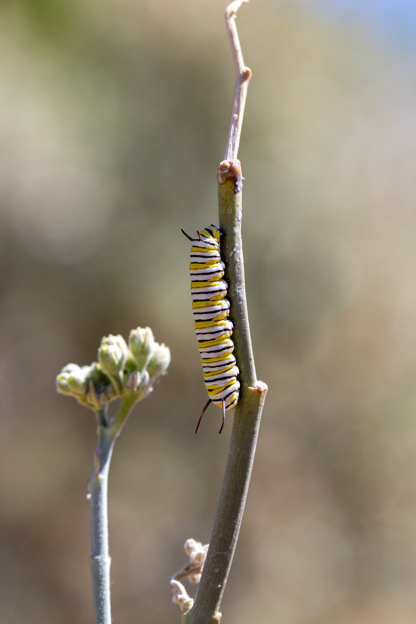 Monarch (Danaus plexippus)