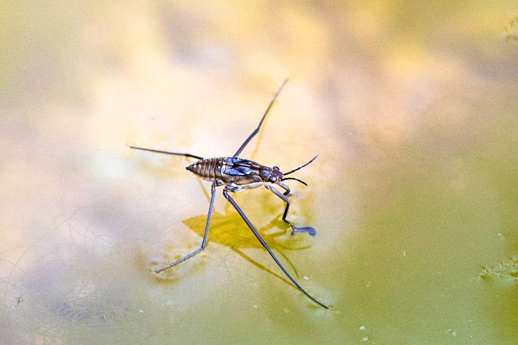 Superstition Mountains, Arizona, Tonto National Forest