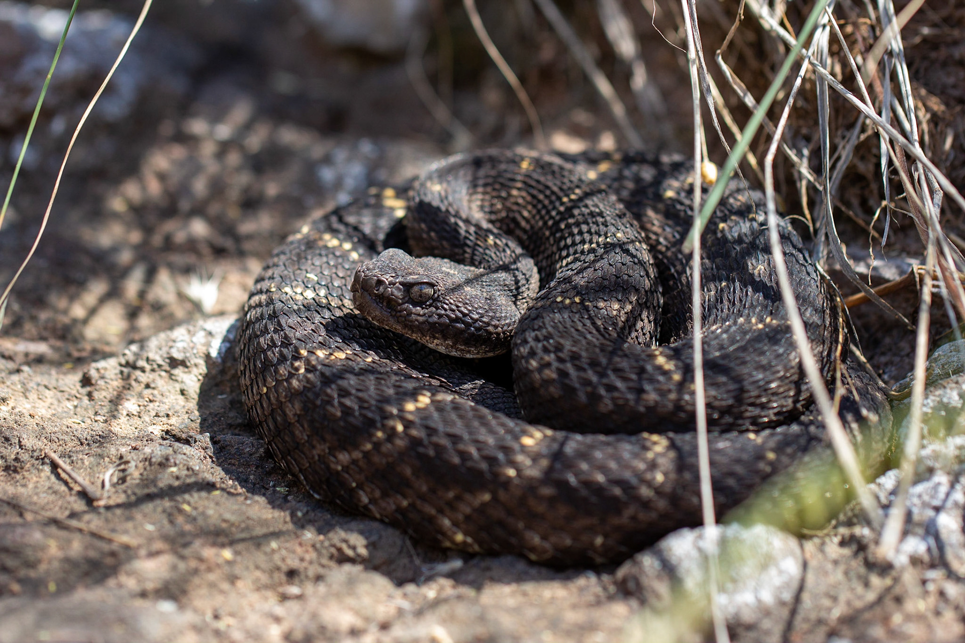 Redfield Canyon Wilderness Area, Arizona