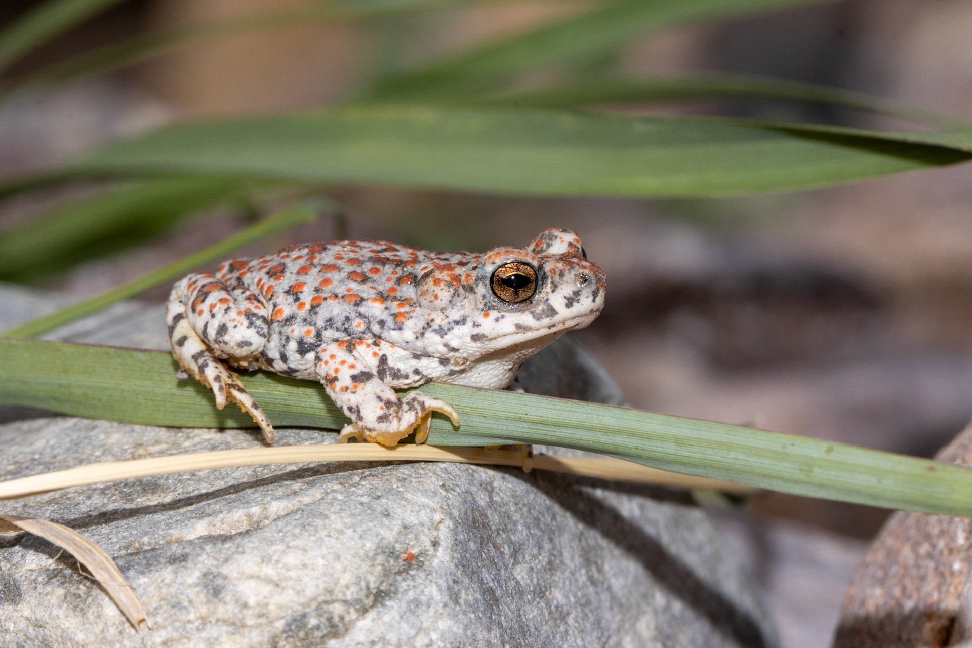 Superstition Mountains, Arizona, Tonto National Forest