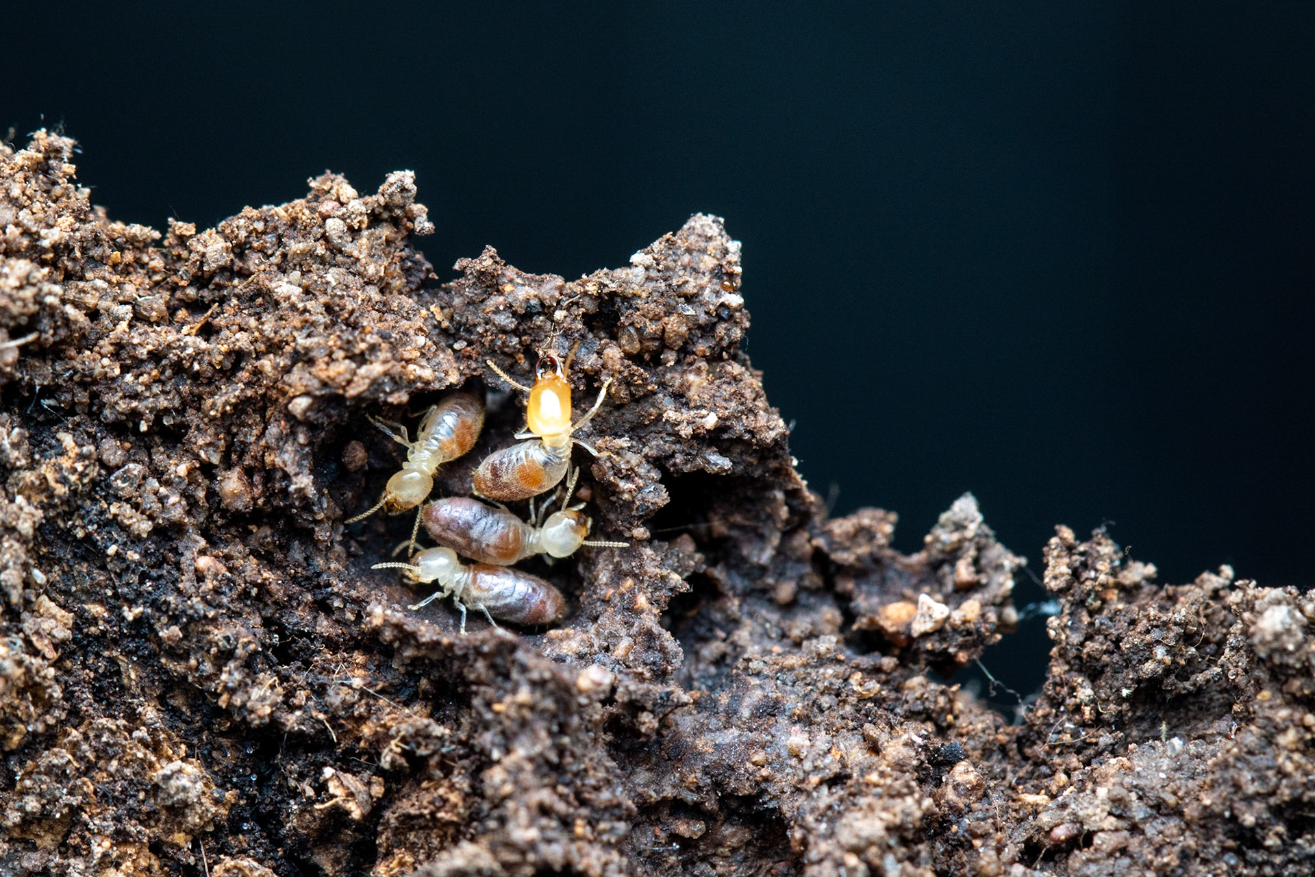 Hog Canyon, Peloncillo Mountains, Arizona, Coronado National Forest