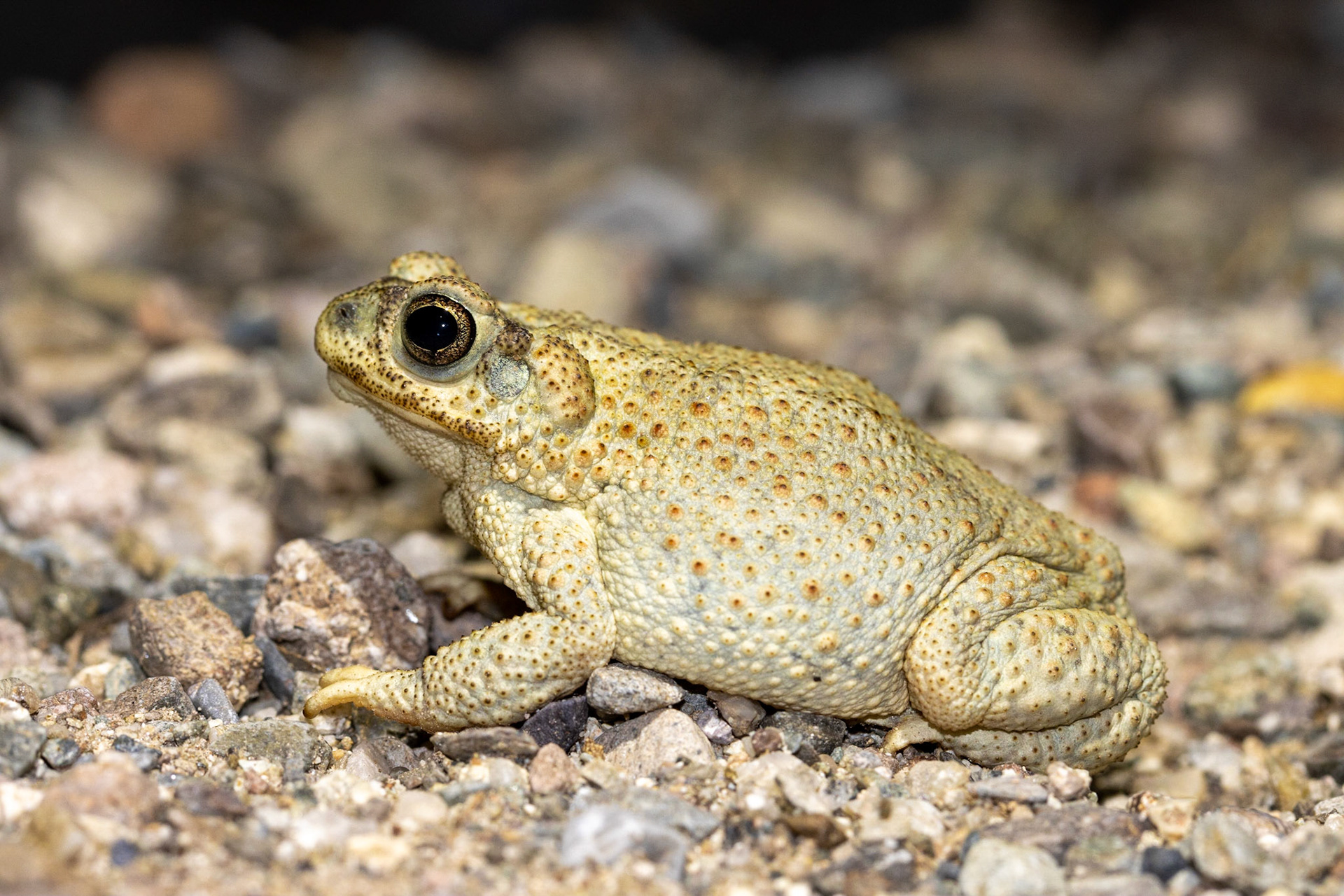 Baird's Spotted Toad (Anaxyrus punctatus)