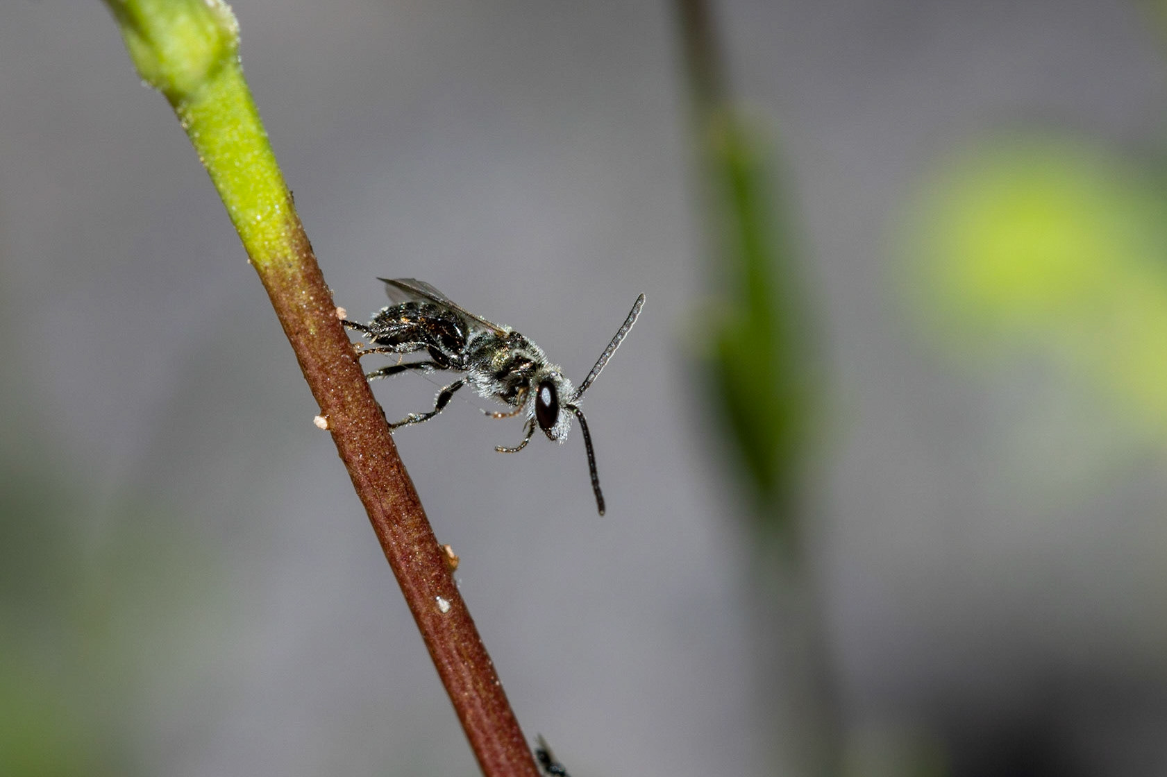 Tempe House, Arizona, Tempe House, Arizona