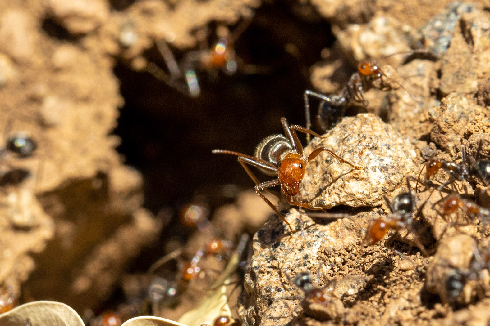 Superstition Mountains, Arizona, Tonto National Forest